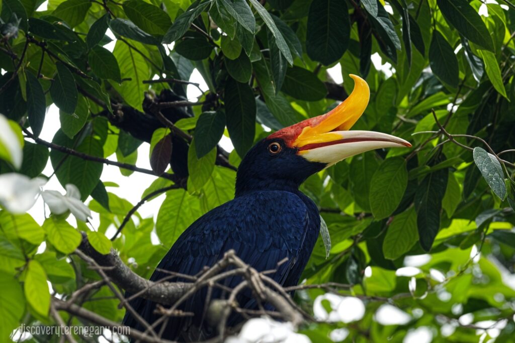 Burung Enggang terbang di langit Kampung Lingai, Terengganu.