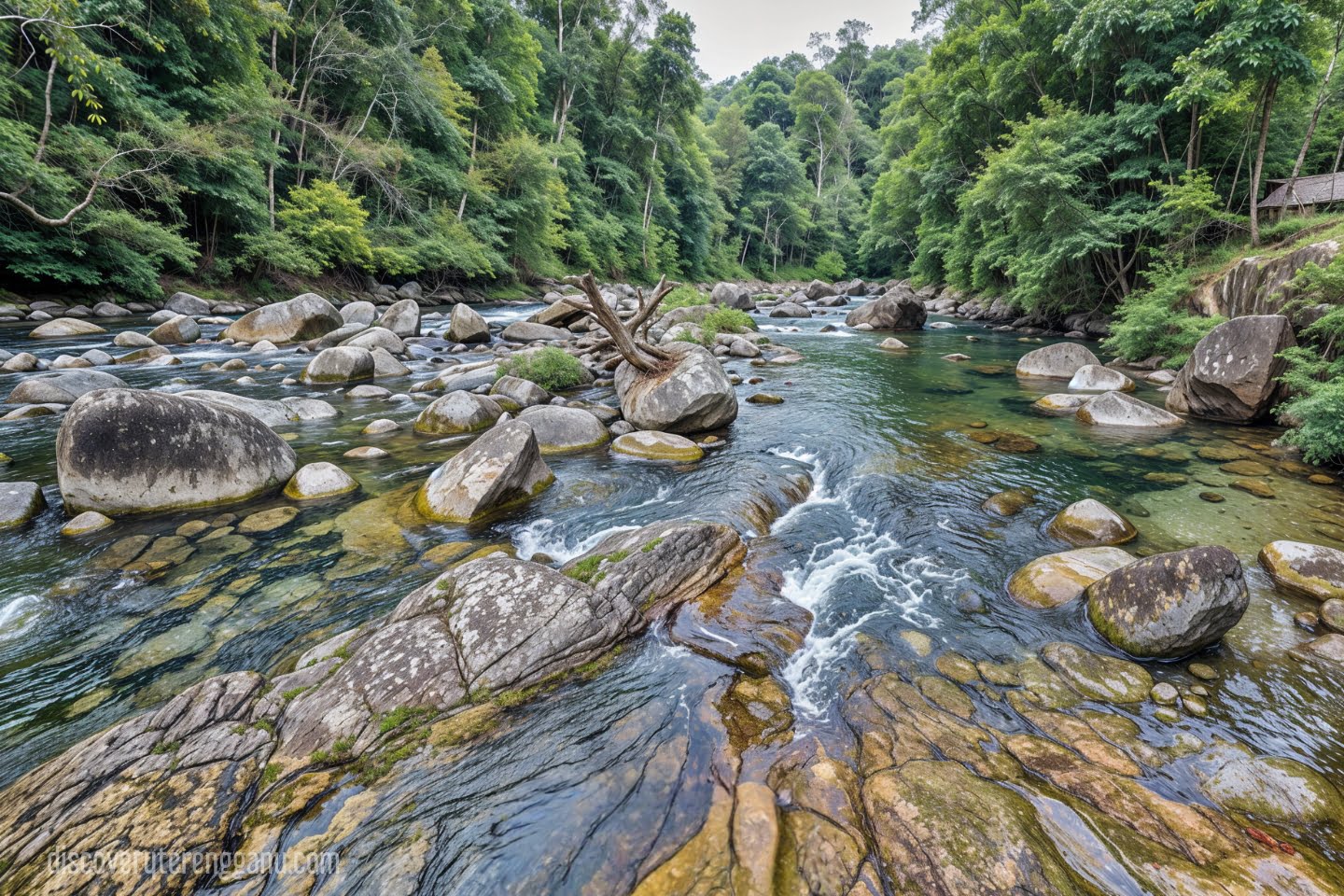 Lata Cangkah