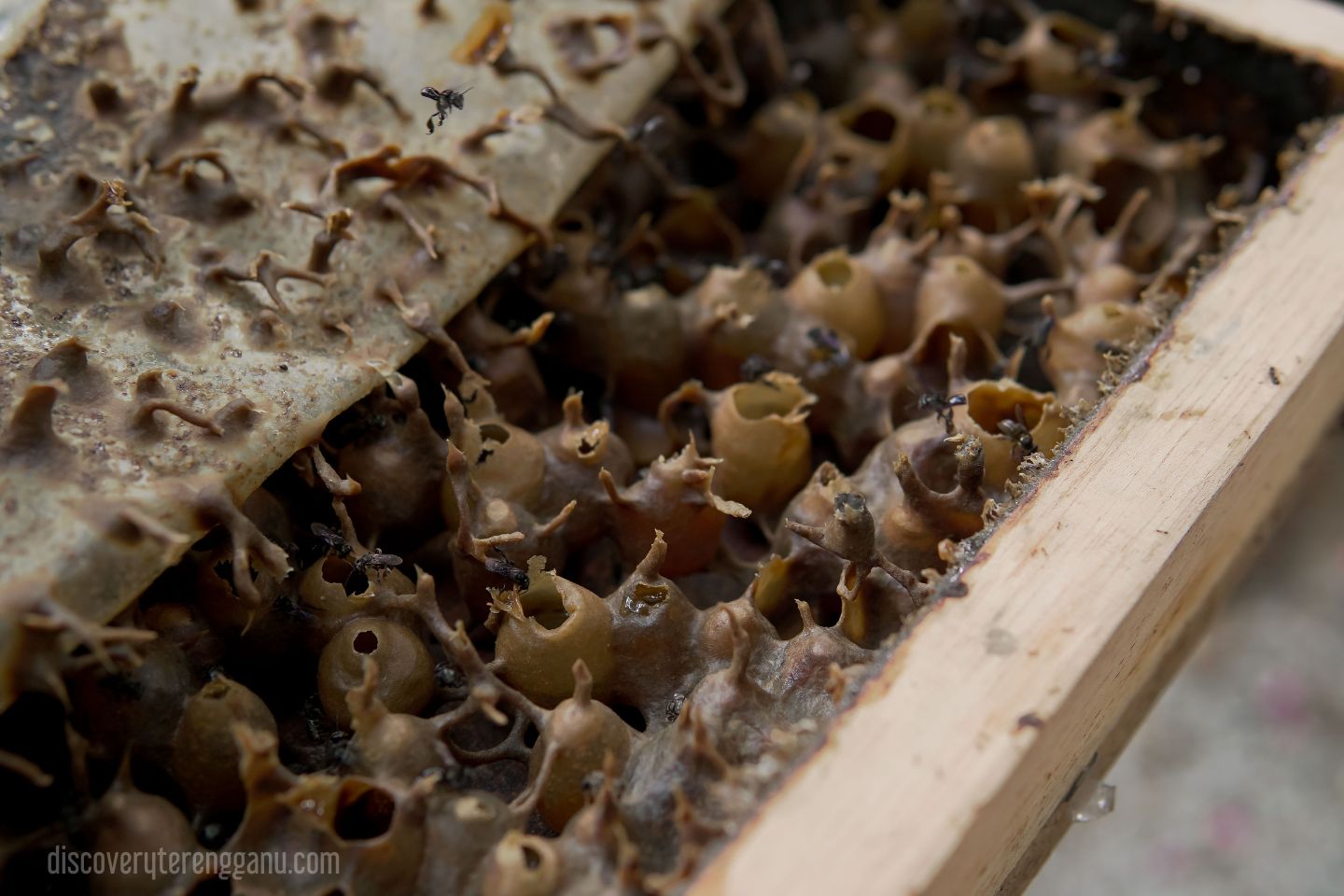 Galeri Madu Lebah (Big Bee Honey)