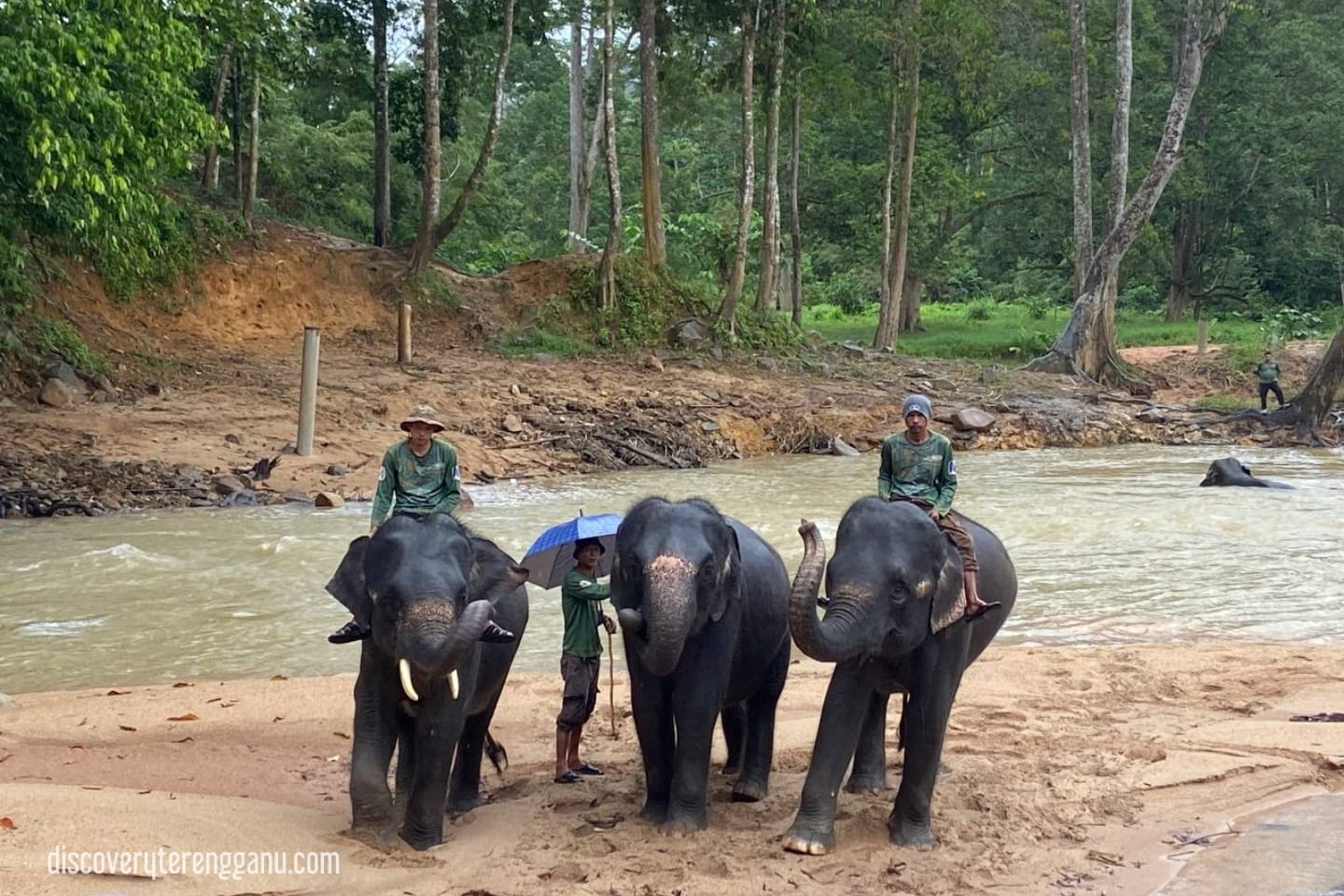Gajah Mandi di KECV