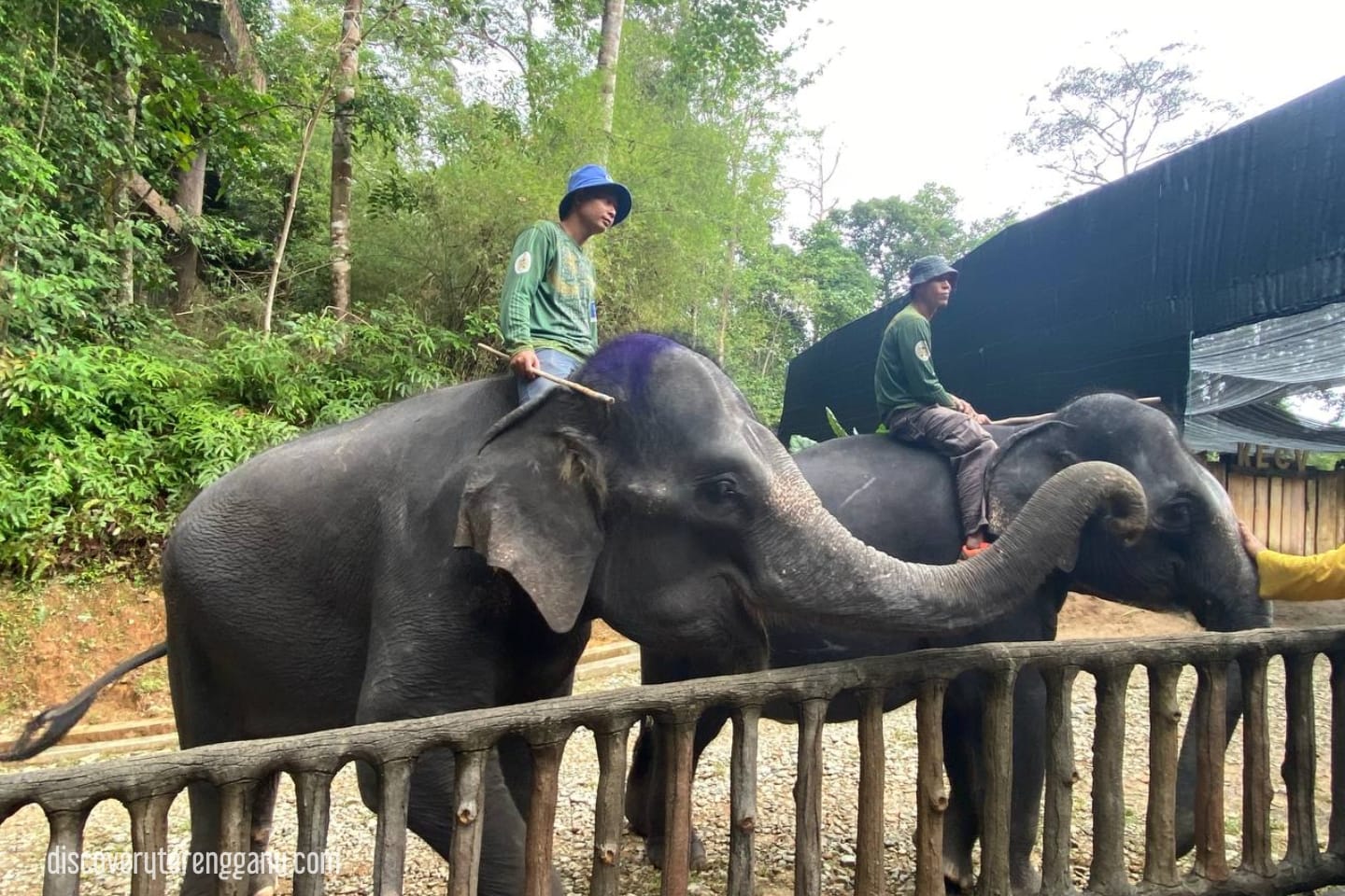 Perkampungan Konservasi Gajah Kenyir (KECV)