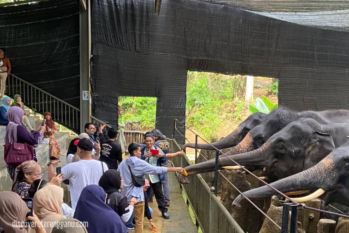Memberi Makan Kepada Gajah Asia