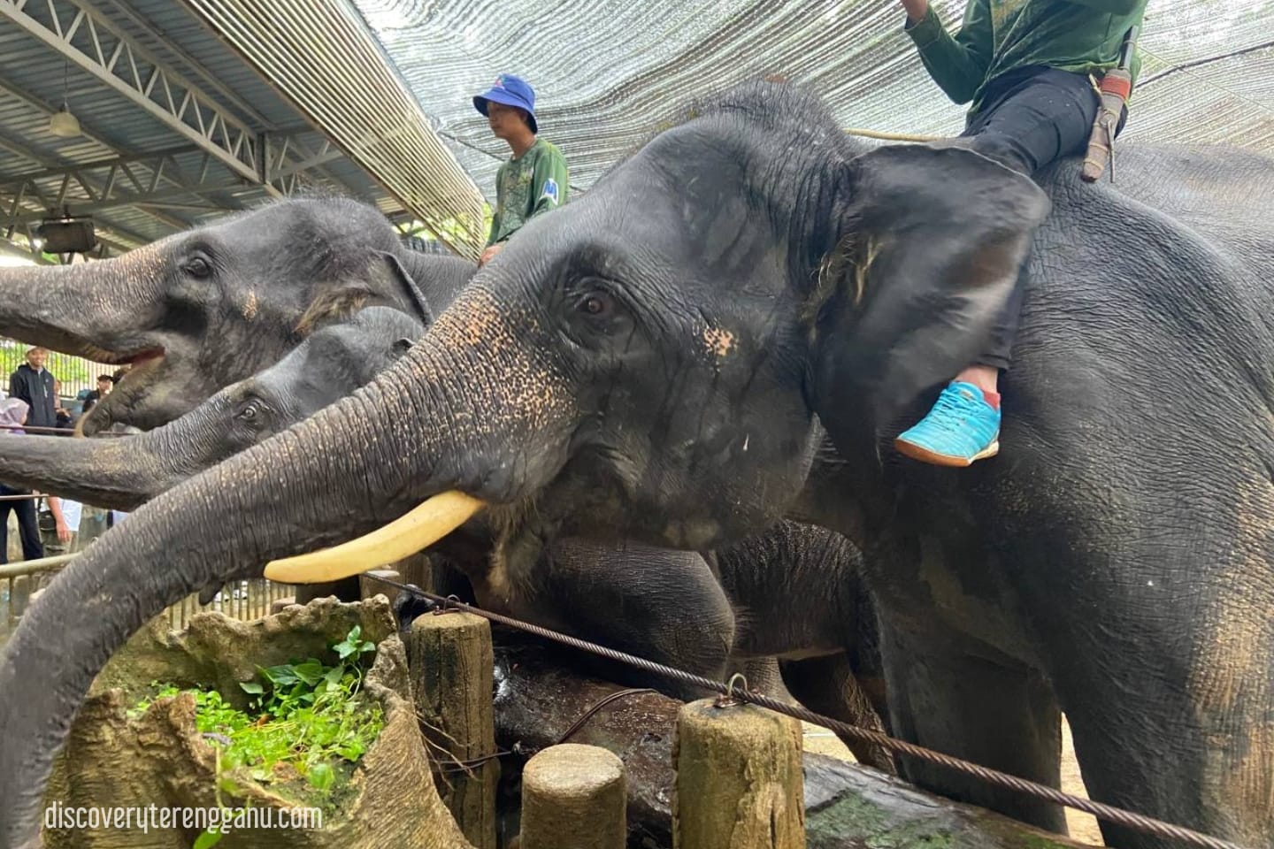 Kenali Gajah Asia di KECV
