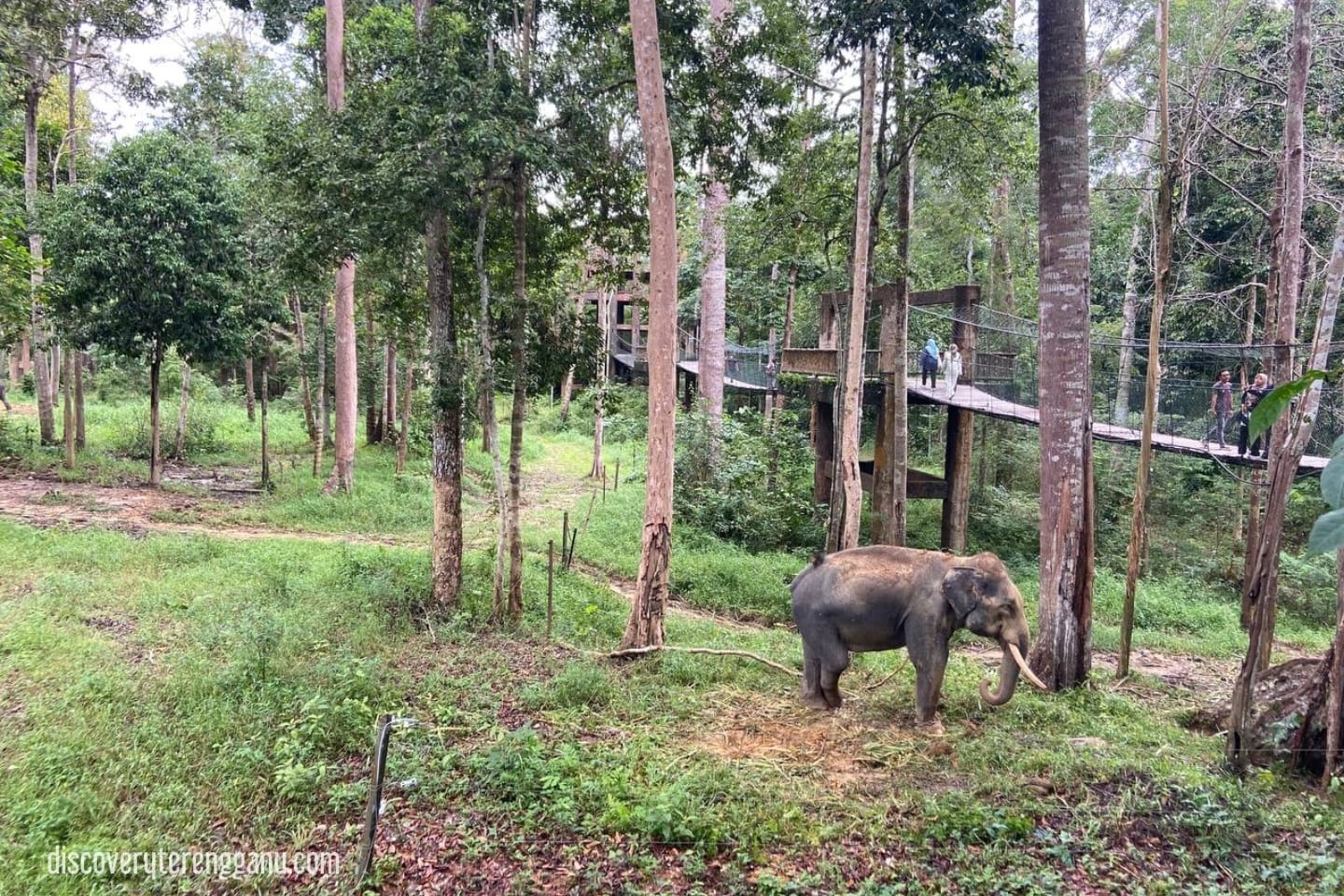 Gajah di KECV