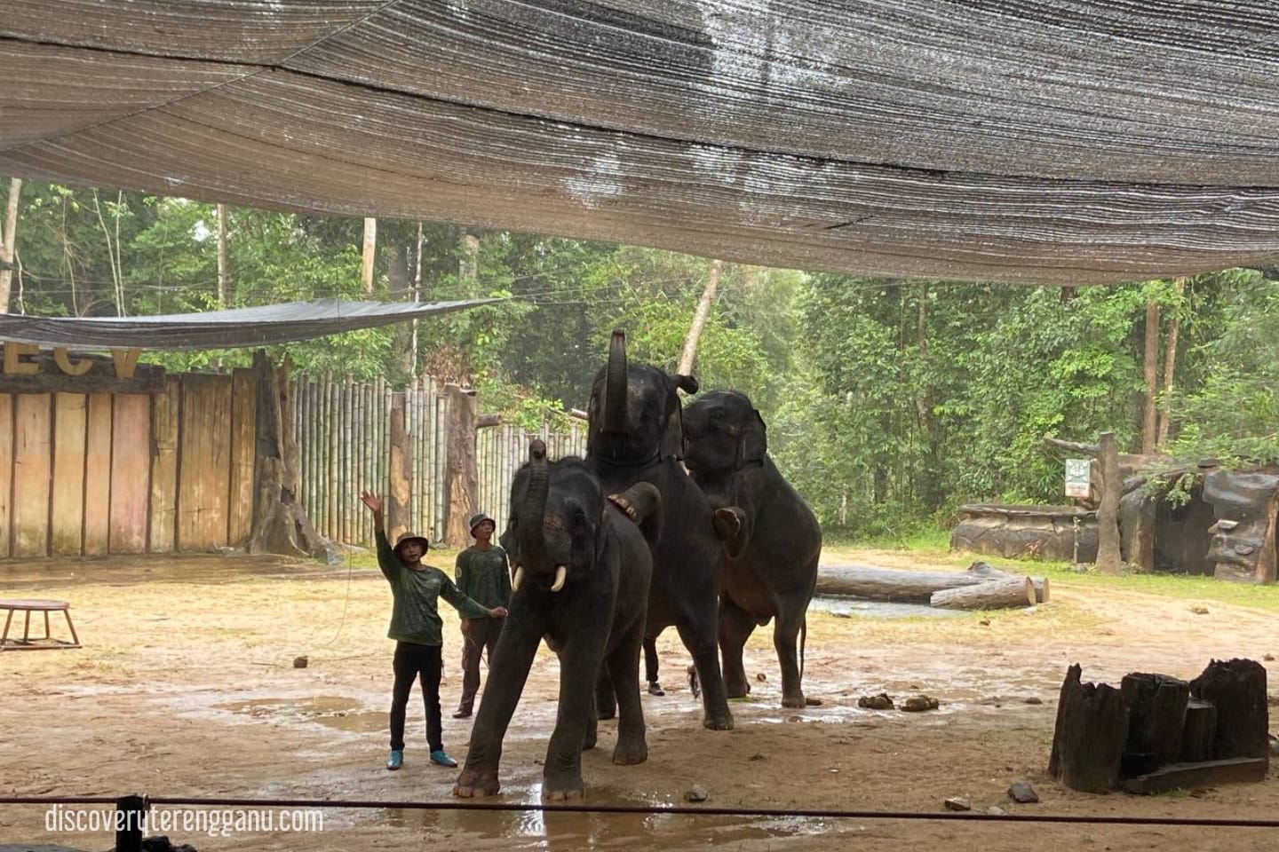 Pertunjukkan Pendidikan Gajah (2)