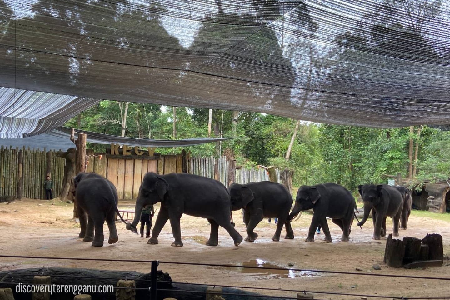 Pertunjukkan Pendidikan Gajah di KECV