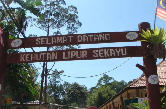 Eksplorasi Hutan Lipur Sekayu: Kembara Alam Semula Jadi