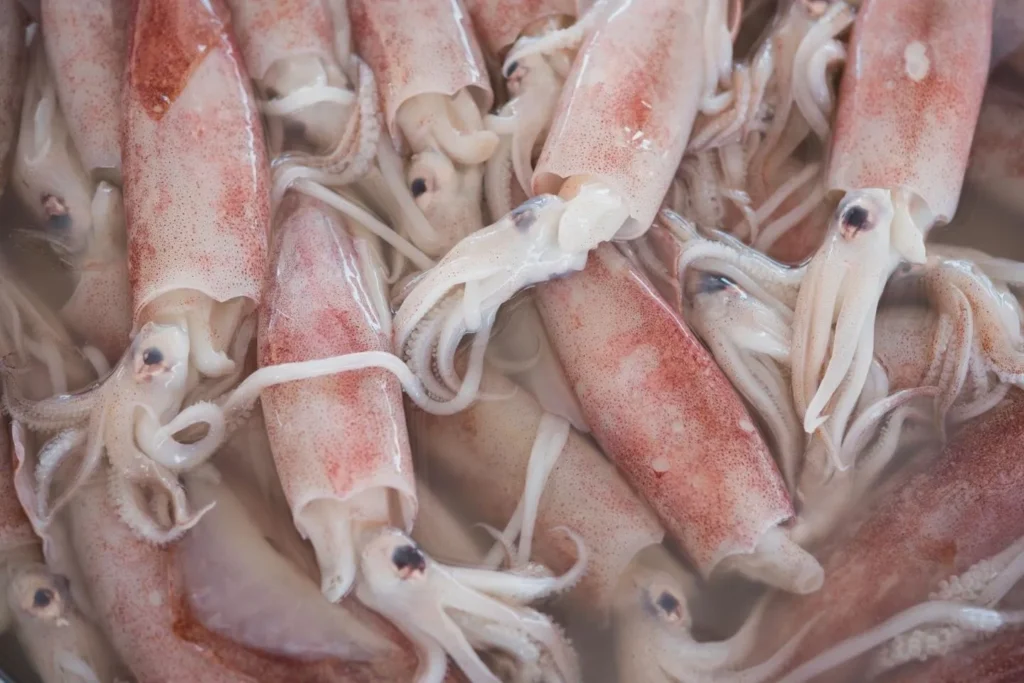 Mencandat Sotong di Terengganu 20111551