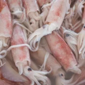 Mencandat Sotong di Terengganu 20111551