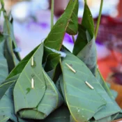 Tapai Daun Getah Terengganu