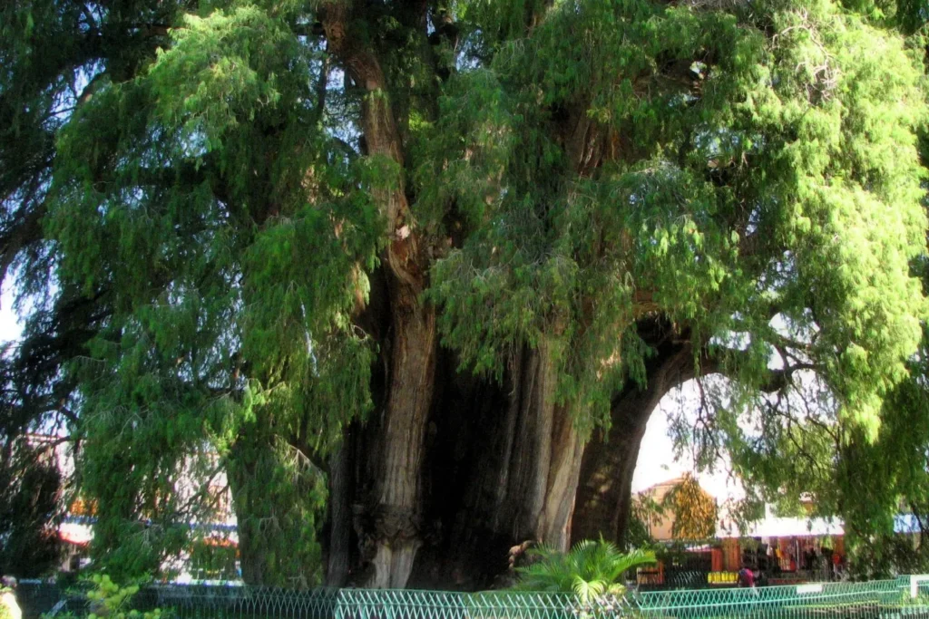 El Árbol del Tule