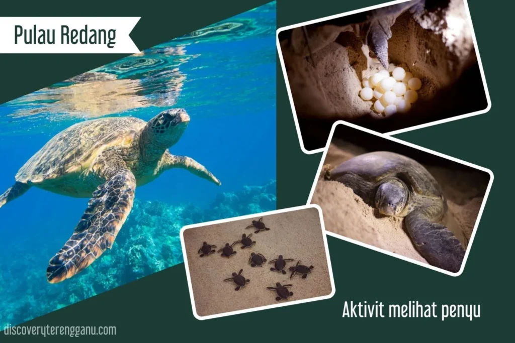 Penyu di Pulau Redang 30111132