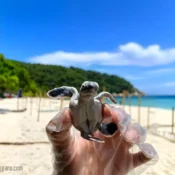 Anak Penyu di Pulau Redang Terengganu 27111631
