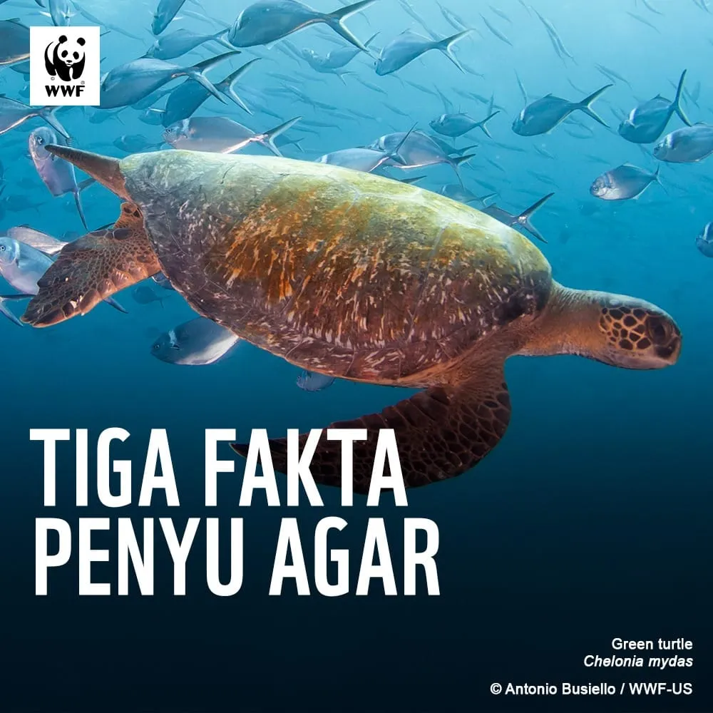 Fakta Menarik Penyu Agar Green Turtle 27111646