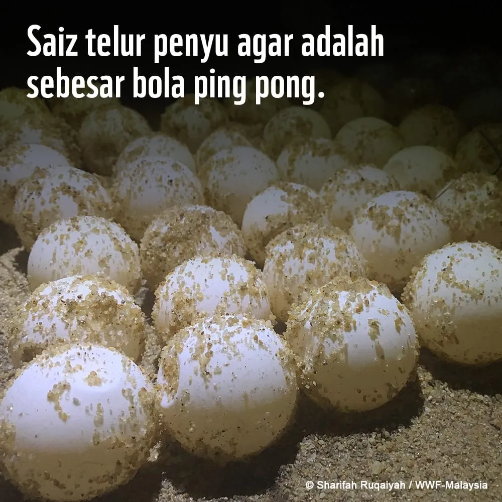 Fakta Menarik Penyu Agar (Green Turtle) WWF Malaysia 27111647
