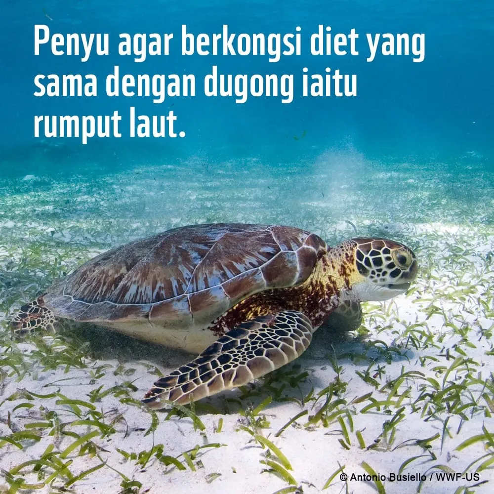 Fakta Menarik Penyu Agar (Green Turtle) 27111647