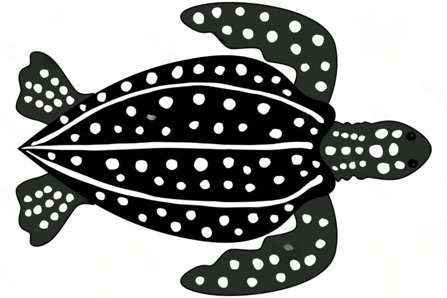 Leatherback Turtle