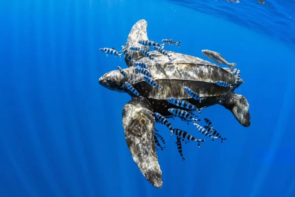 Penyu Belimbing (Leatherback Turtle) 27111649