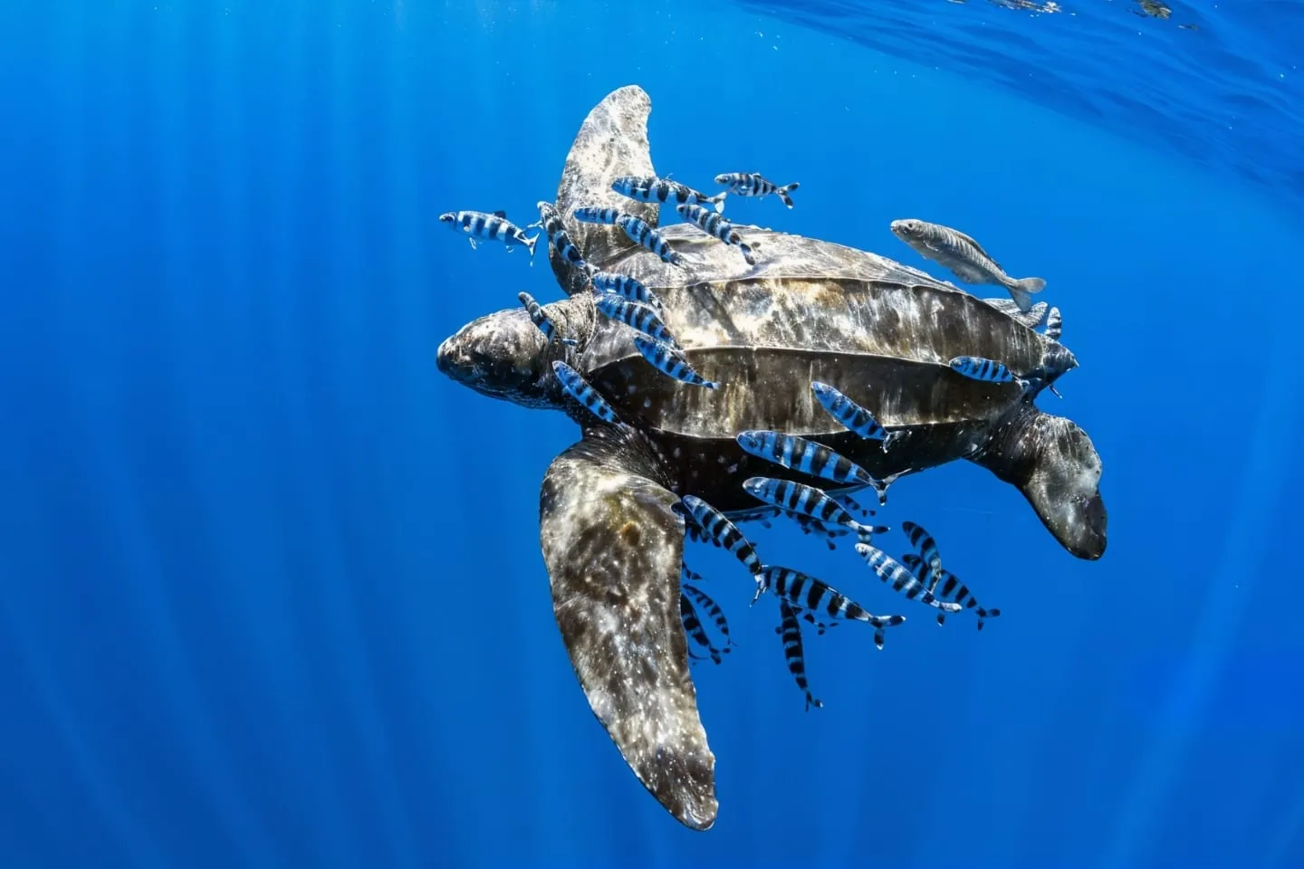 Penyu Belimbing (Leatherback Turtle) 27111649
