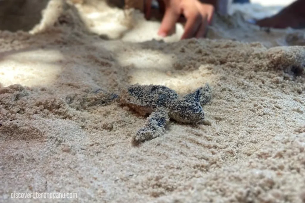 Spesies Penyu di Terengganu 27111643
