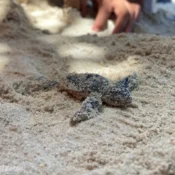 Spesies Penyu di Terengganu 27111643
