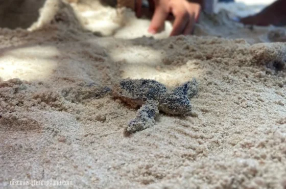 Nak Tengok Penyu Bertelur? Ini Spot Terbaik di Terengganu
