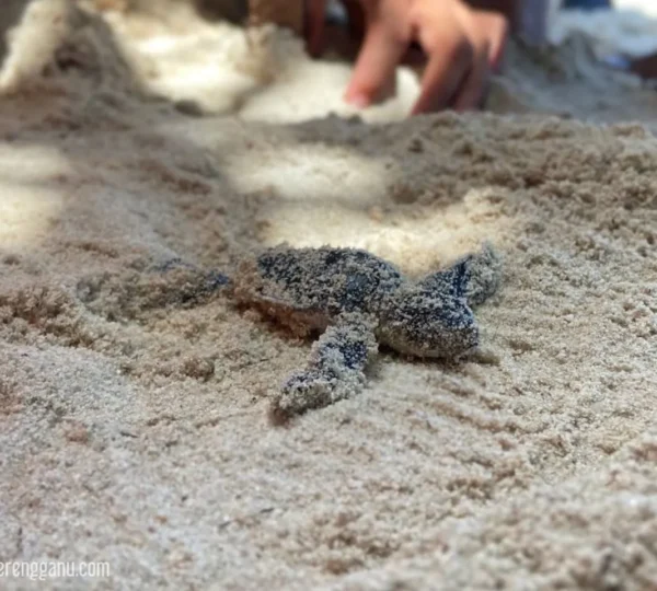 Spesies Penyu di Terengganu 27111643