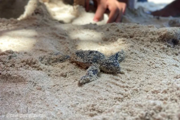 Spesies penyu di Terengganu