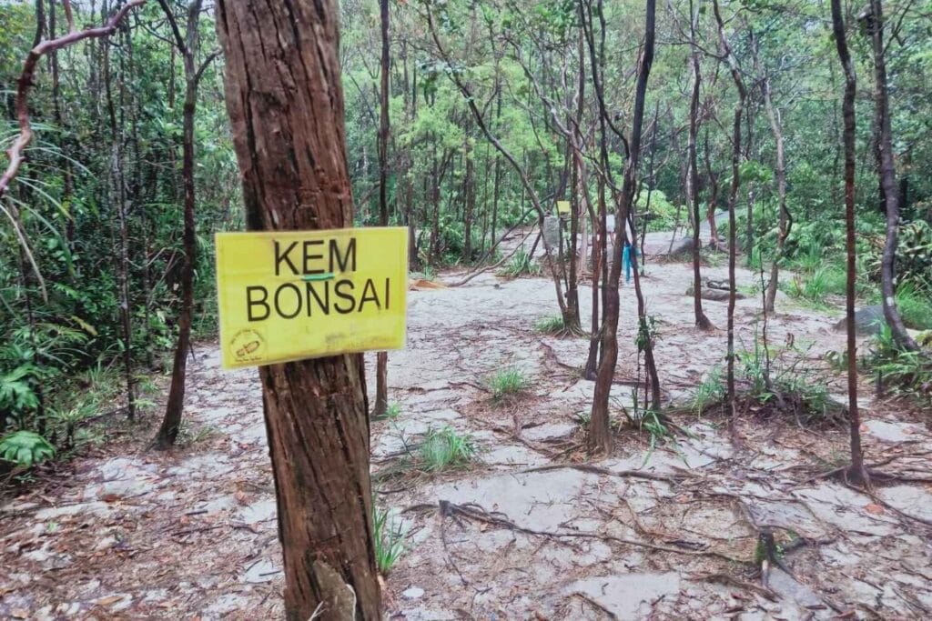 Kem Bonsai