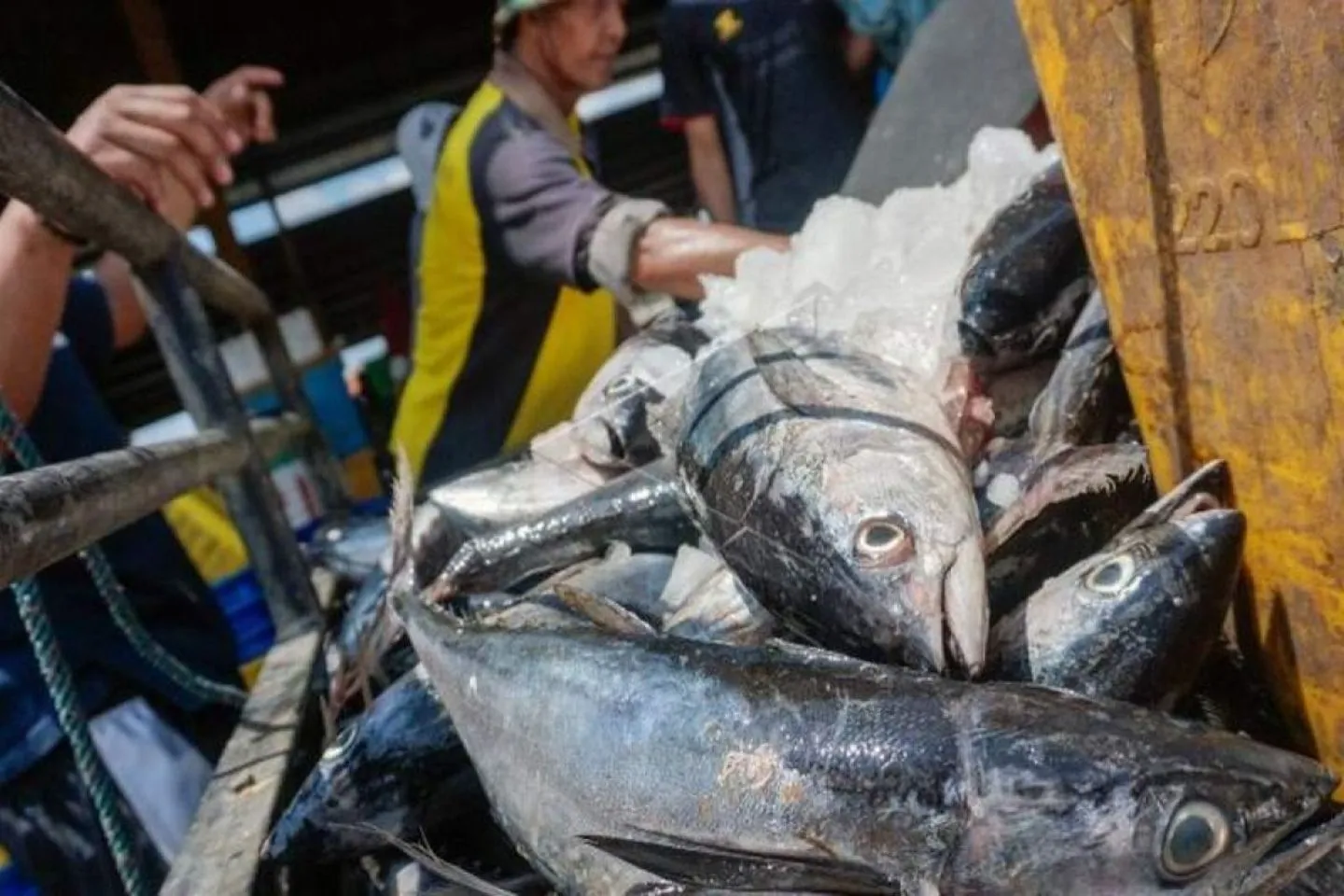 ikan tongkol segar 04121112