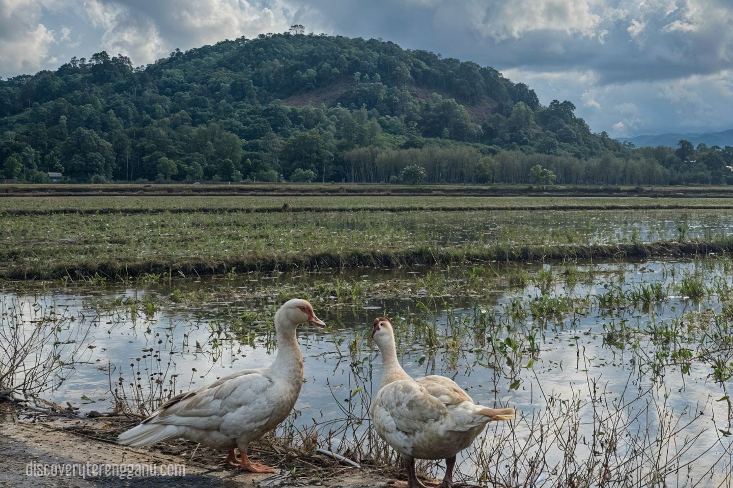Kampung Kayu Kelat