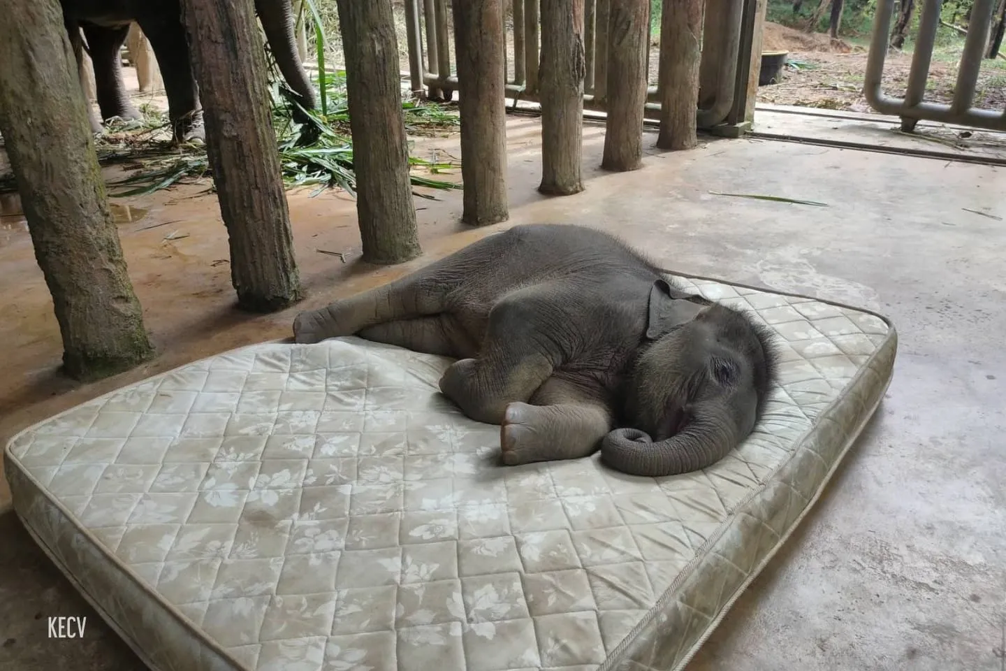 Baby Asian Elephant (Hujjan)