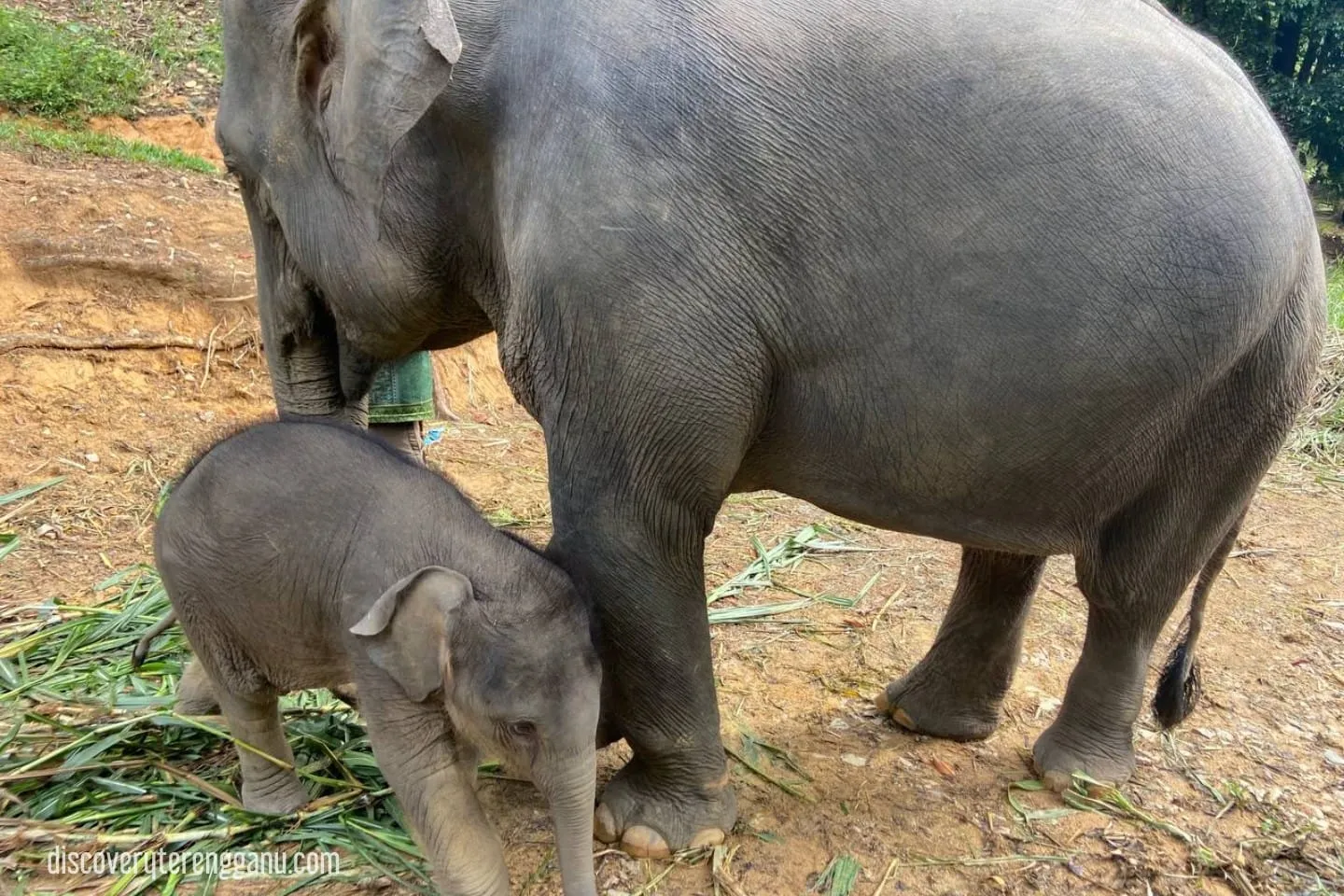 Baby Asian Elephant (Hujjan) 03121133