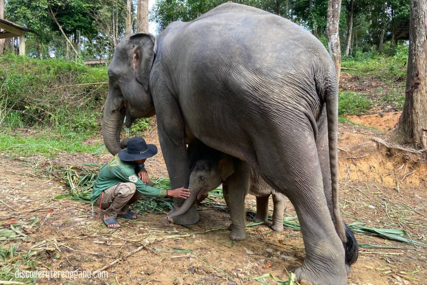 Anak Gajah (Hujjan) dan Ibunya (Dusun)