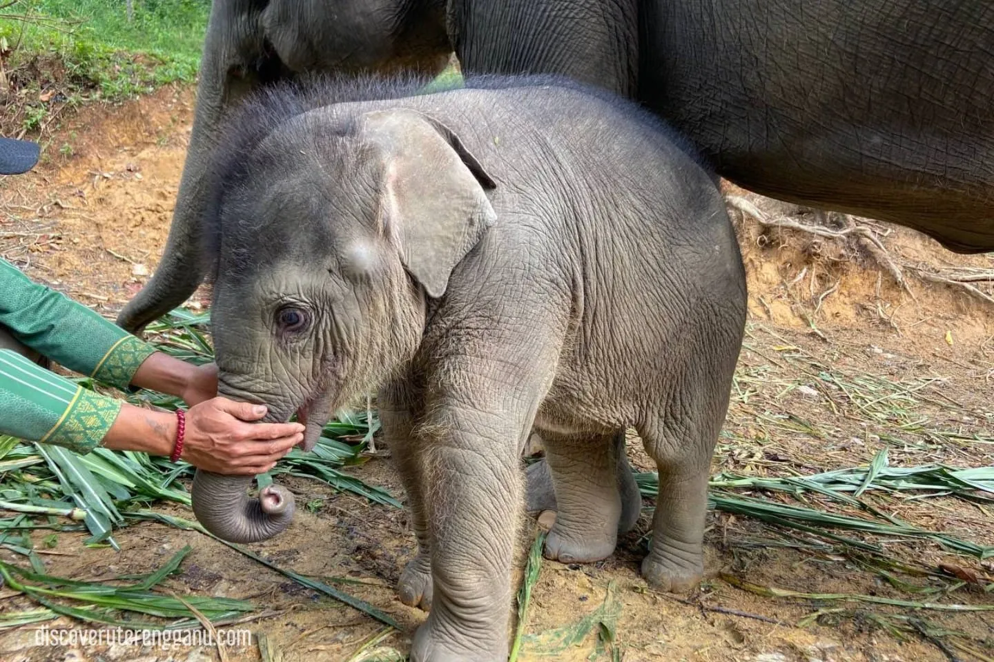 Anak Gajah (Hujjan)