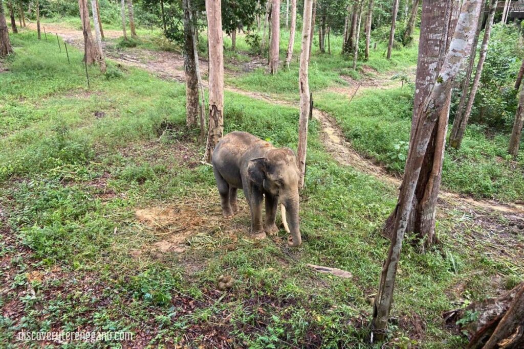 Gajah (Che Long) yang berjaya diselamatkan di KECV 03121125
