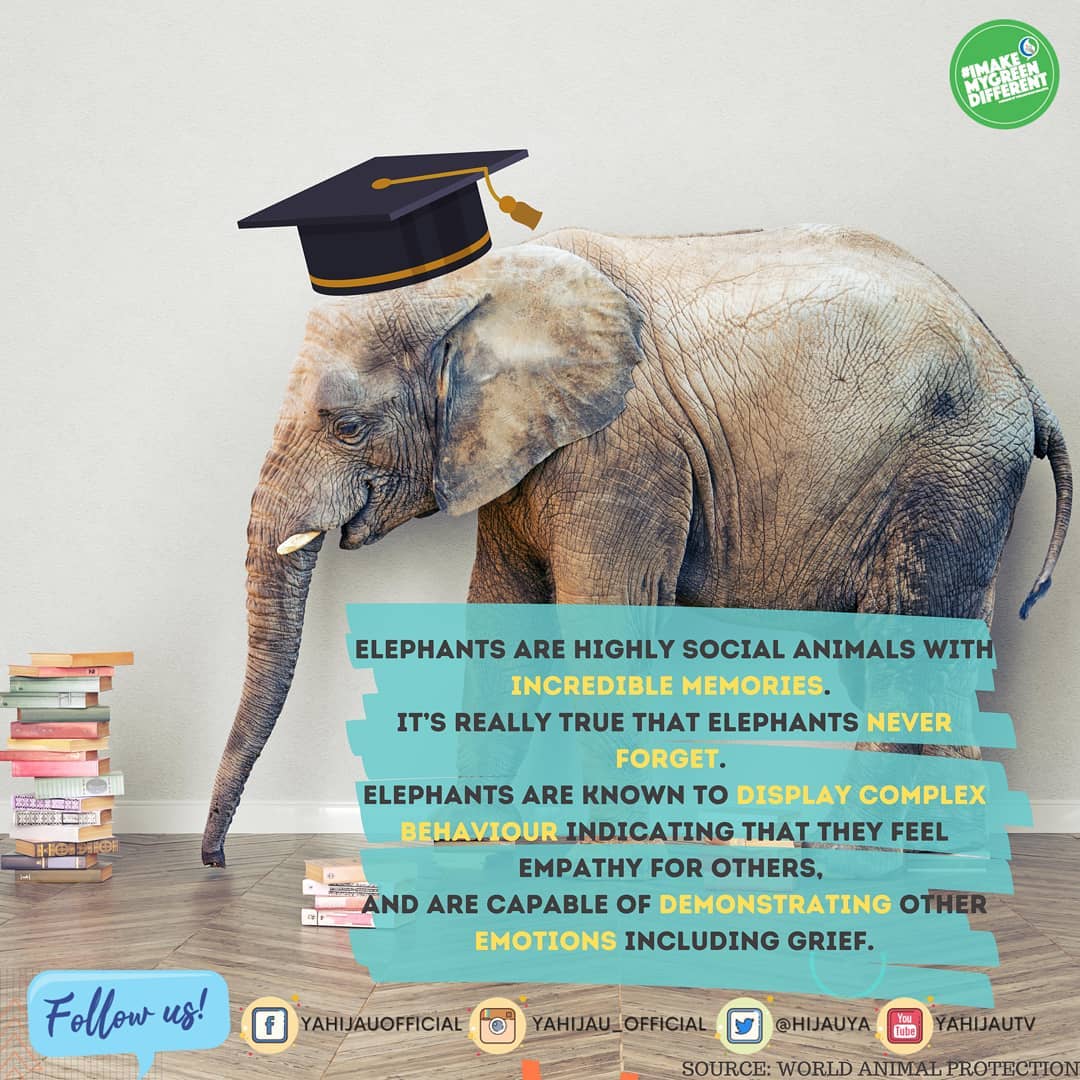Did you know, elephants are highly socials animals with incredible memories