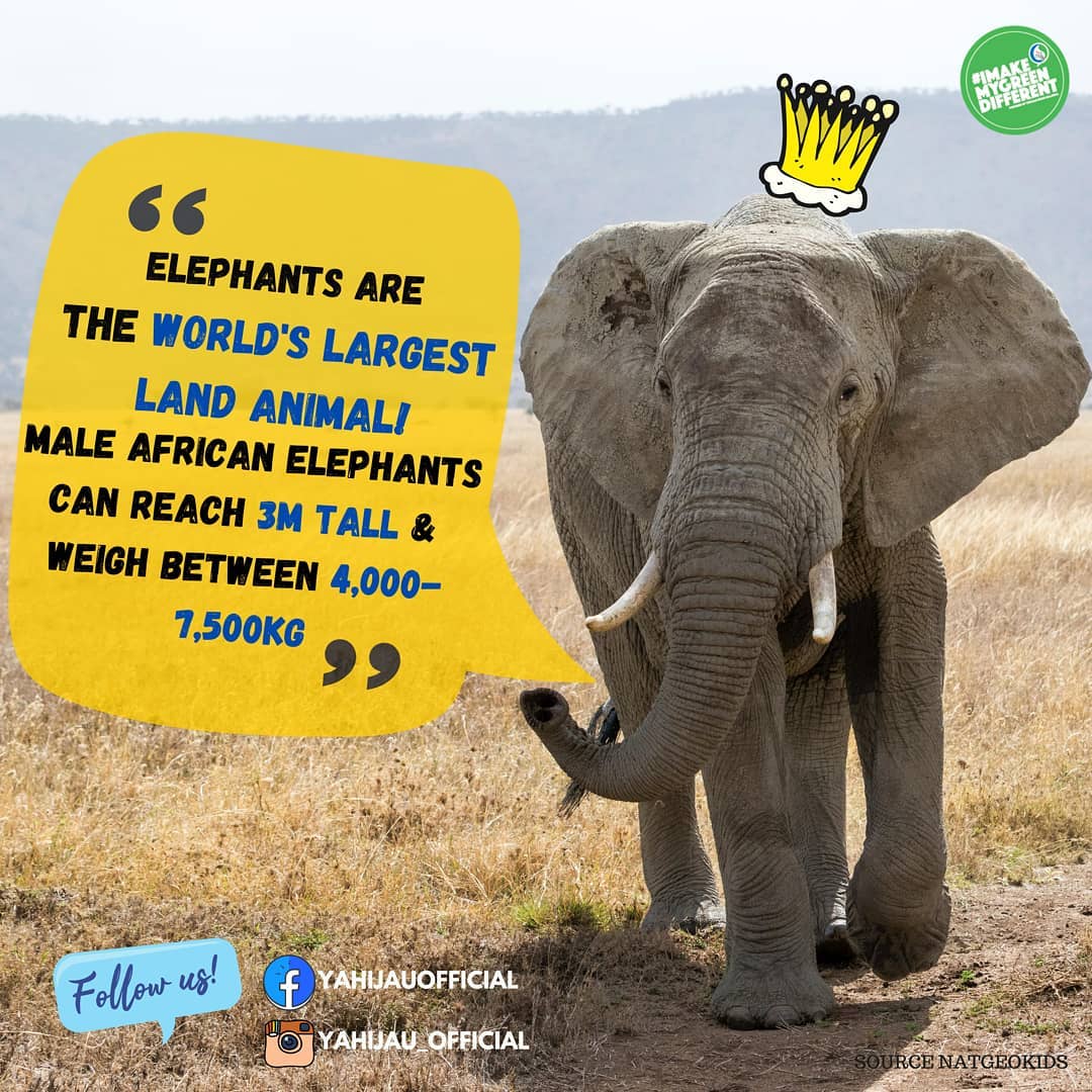 Fun facts about elephant!
