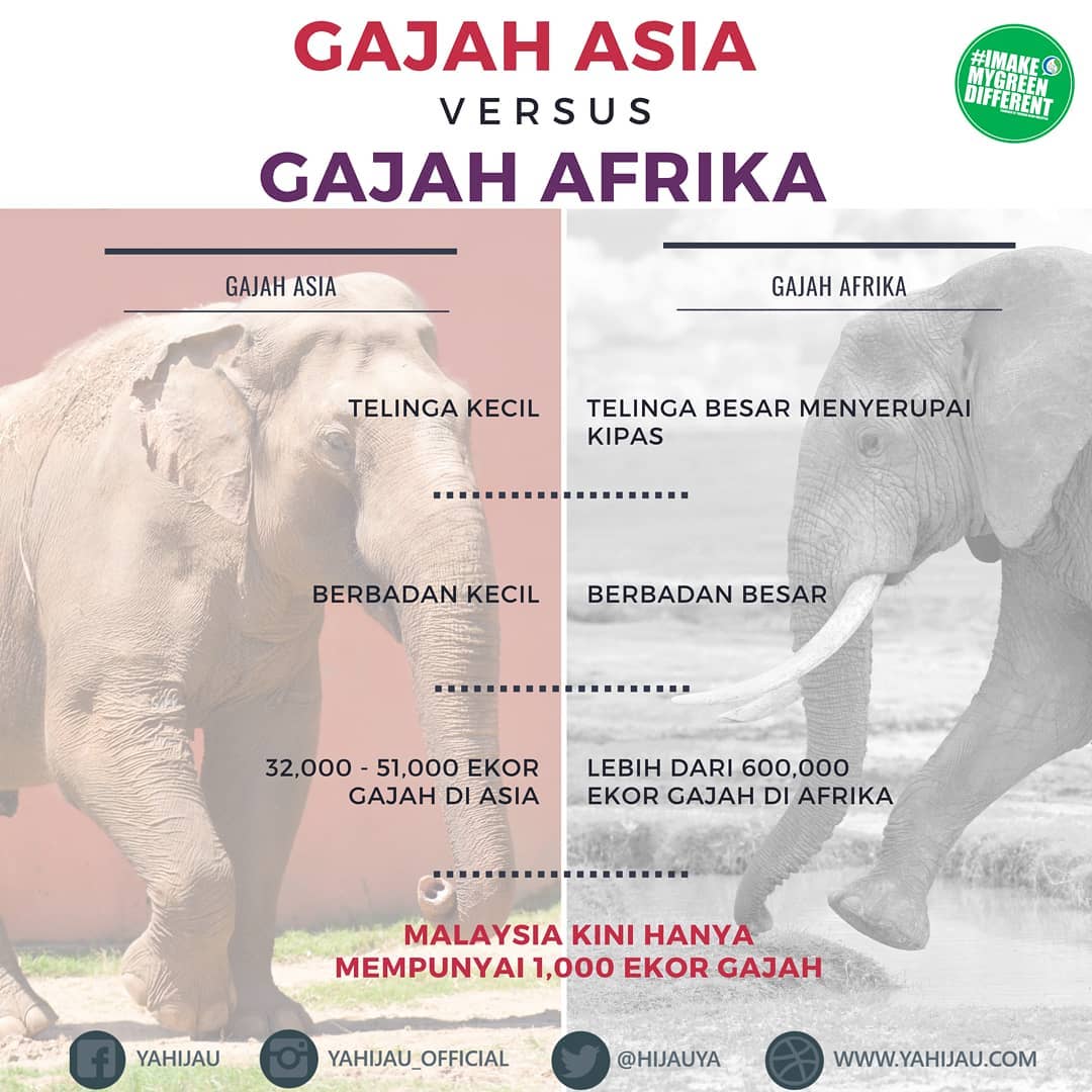 Gajah Asia VS Gajah Afrika