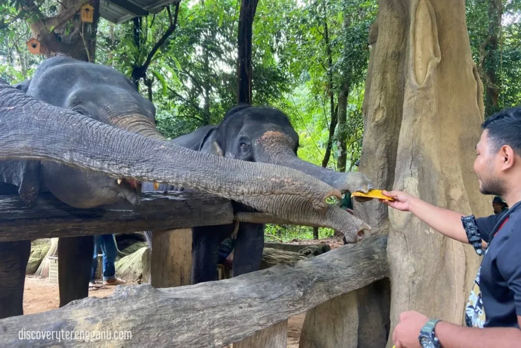 Memberi makan kepada gajah 03121130