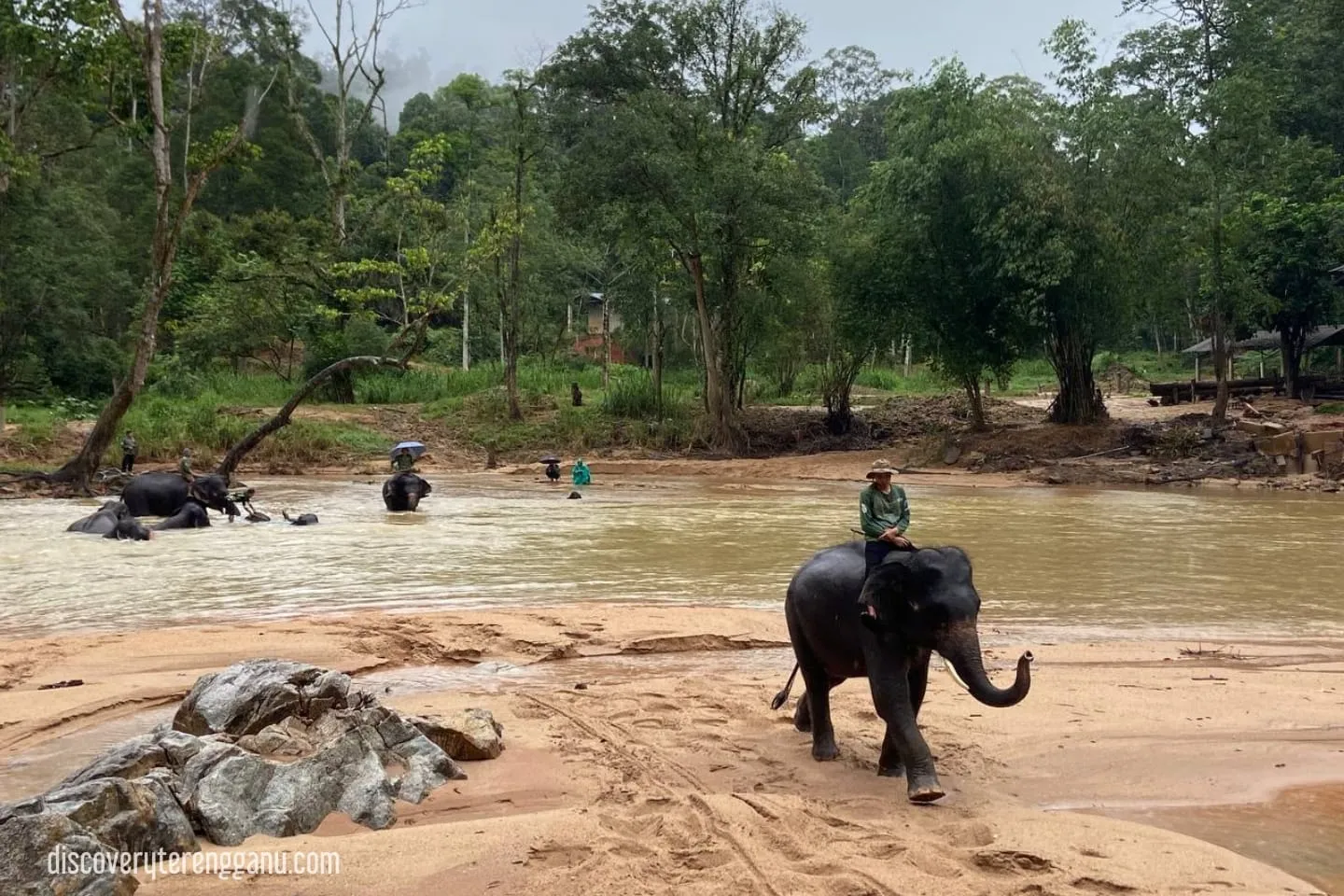 Kenyir Elephant Conservation Village (KECV) 03121149