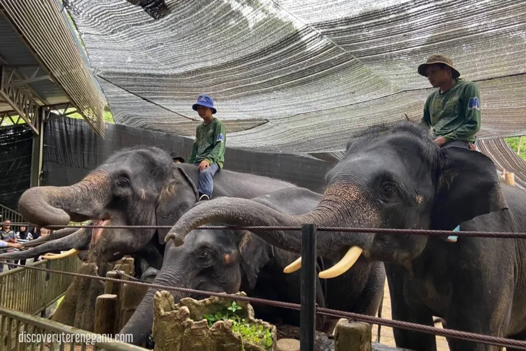 Kenyir Elephant Conservation Village (KECV) 03121111