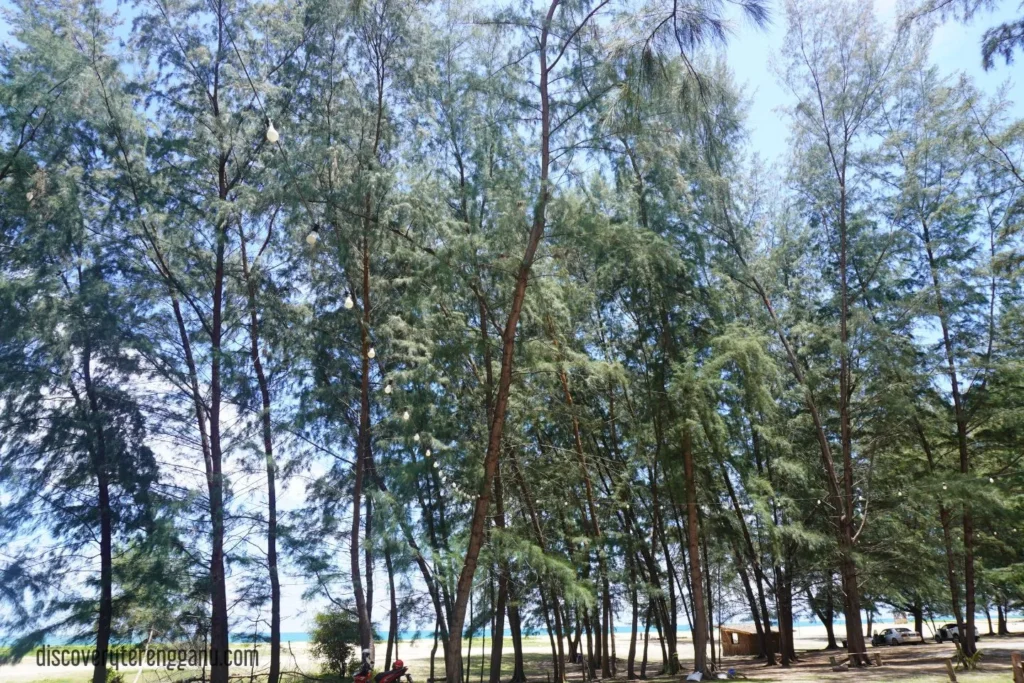 Pokok Rhu Pantai Teluk Ketapang (2)