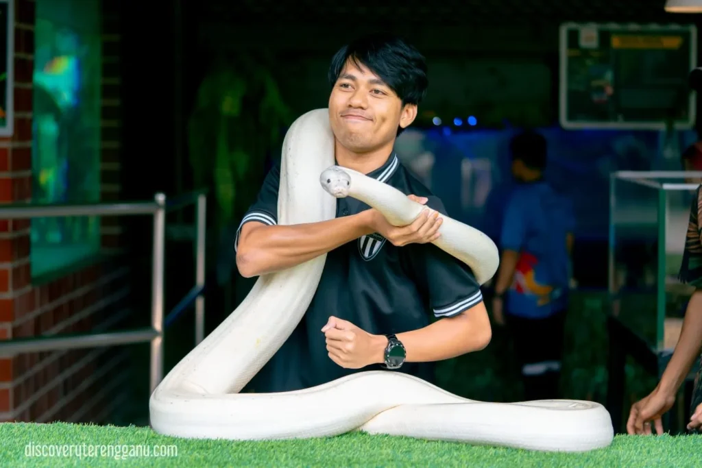 Afiq Hanif - Ular Sawa Bola di Rimba Razia, Terengganu