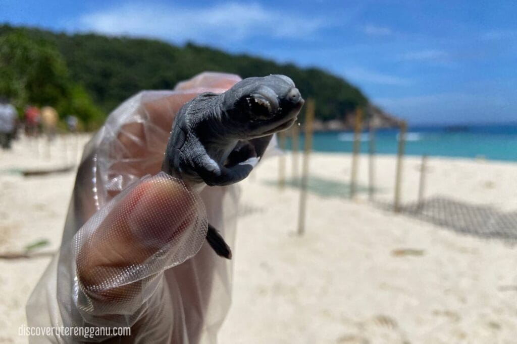 Chagar Hutang Turtle