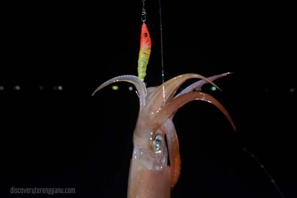 Hasil Tangkapan Candat Sotong di Terengganu