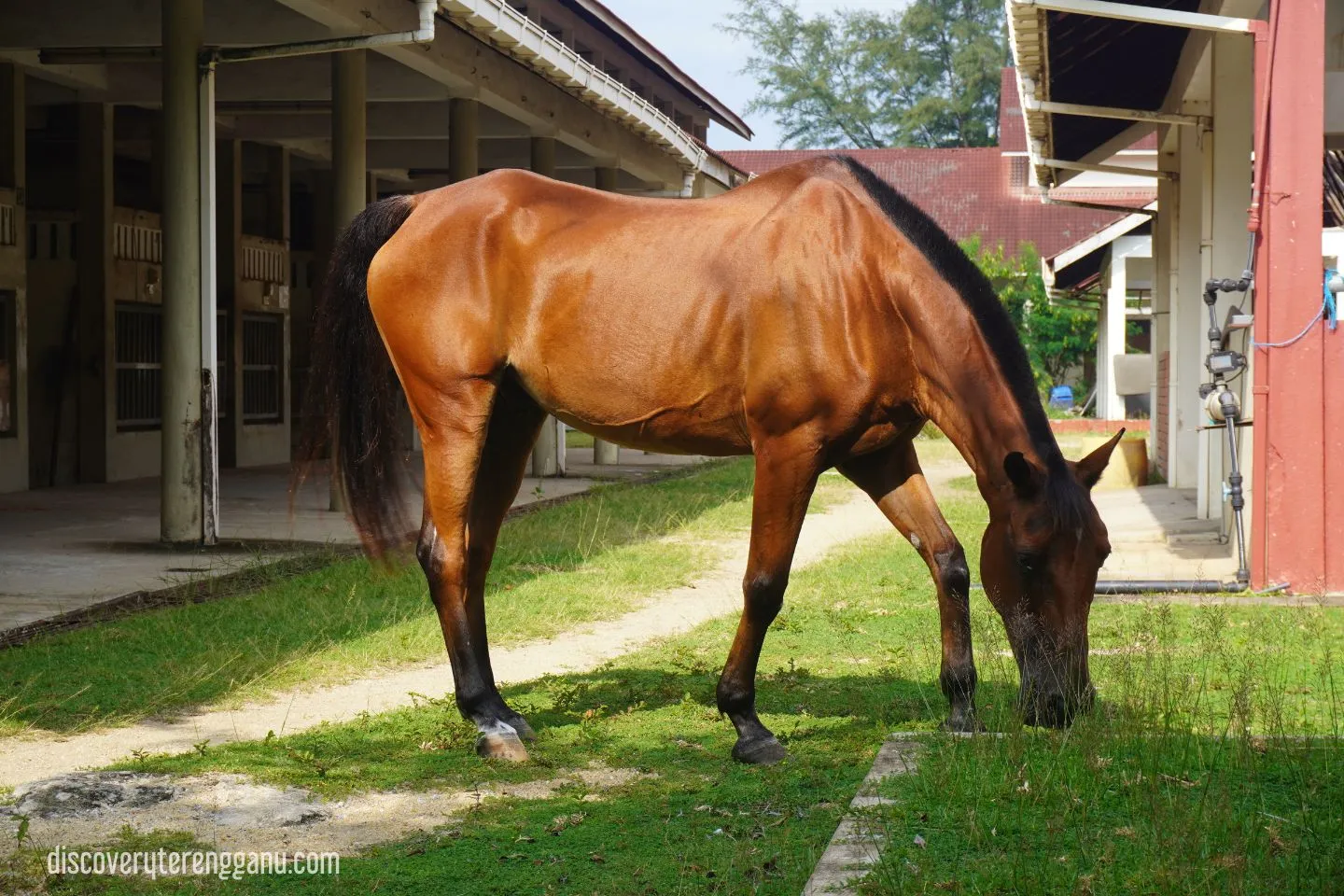 Terengganu Equestrian Resort (TER)