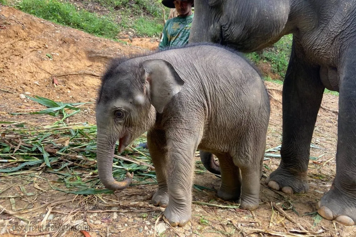 Anak-Gajah-Hujjan-di-Kenyir-KECV