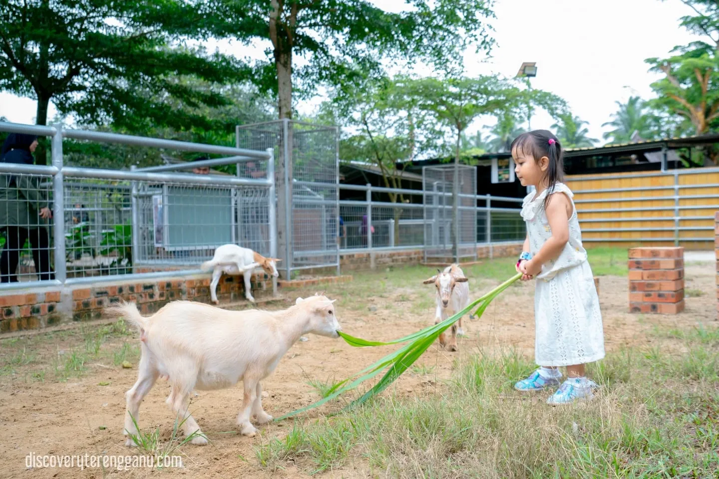 Blacknose Sheep - Biri-Biri Berwajah Hitam di Rimba Razia 03121244