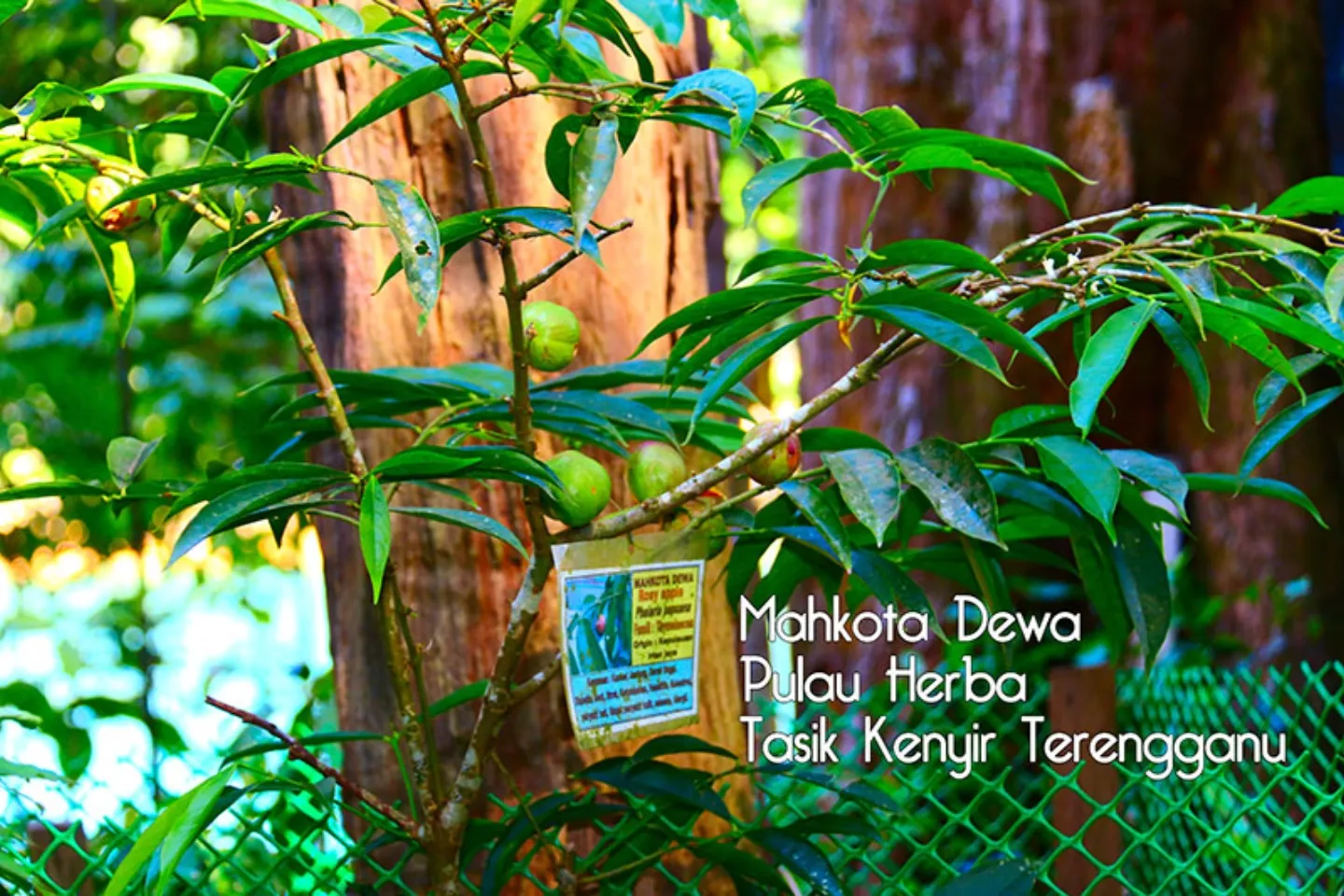 Taman Herba Kenyir
